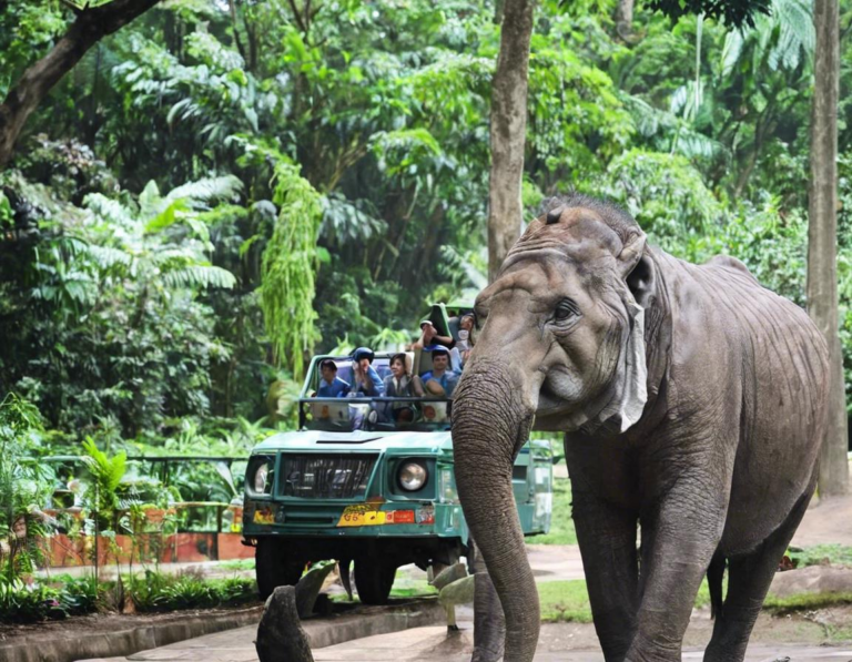 1. Jenis Tiket Taman Safari Bogor dan Harganya