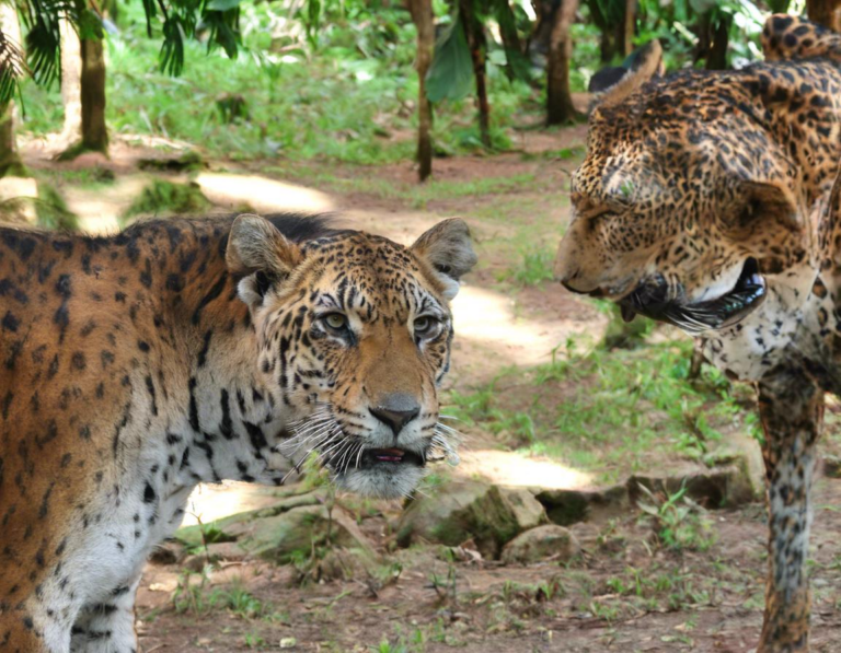 2.  Taman Safari Indonesia:  Bertemu Hewan Liar dari Dekat