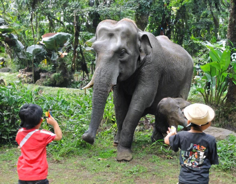 3. Tips Liburan Hemat di Taman Safari Bogor