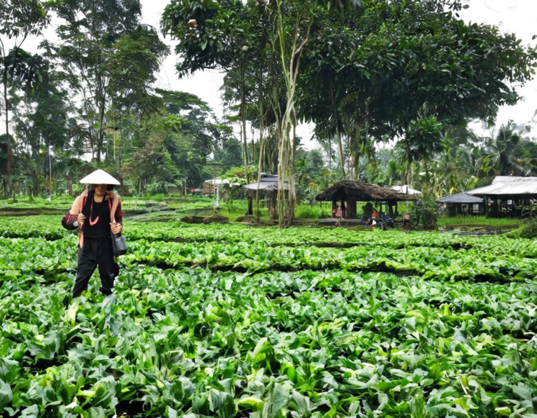 Pengalaman Wisata Agro di Bogor Lainnya