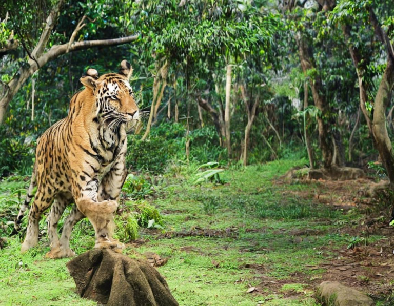 Taman Safari Indonesia: Petualangan Seru Bertemu Hewan Liar