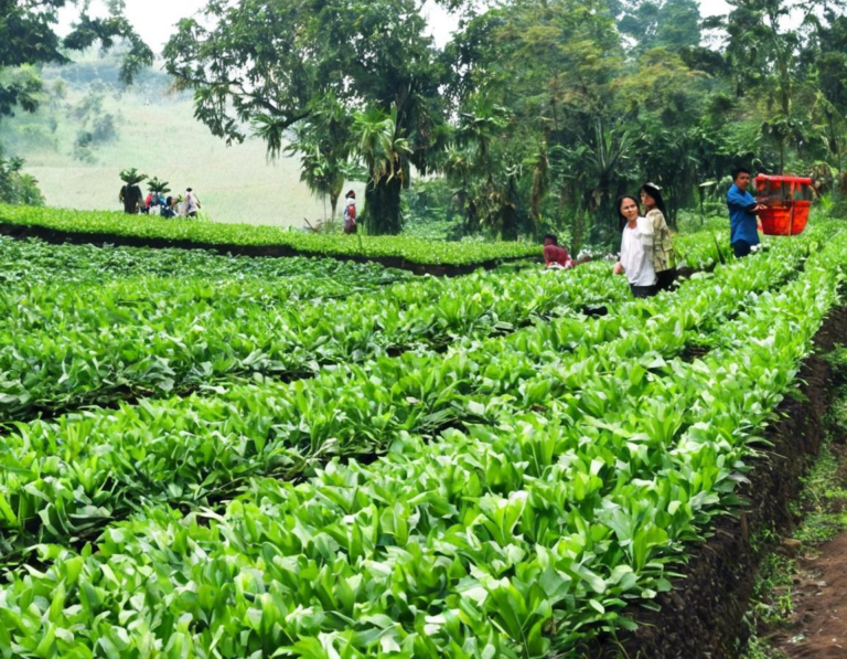 Tips Menikmati Wisata Agro di Bogor