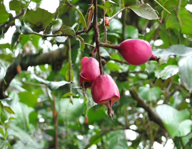 <strong>Jam Buka Kebun Raya Bogor</strong>